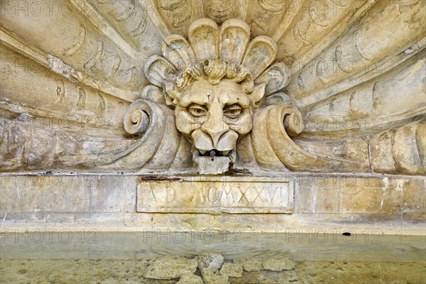 Lion's head