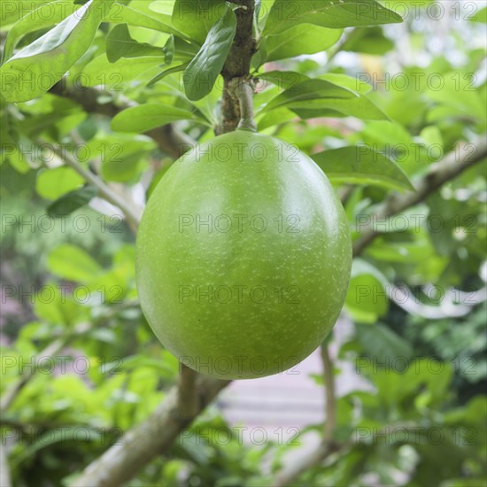 Pomelo (Citrus maxima)