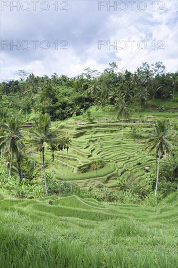 Rice terraces near Tegallalang