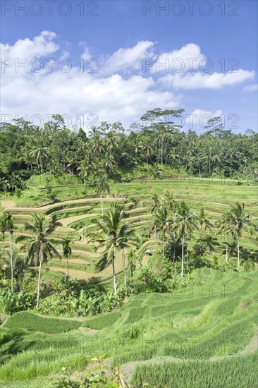 Rice terraces near Tegallalang