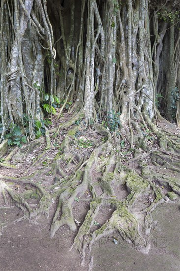 Banyan tree (Ficus benghalensis)