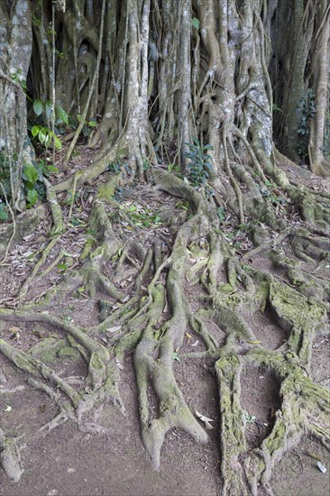 Banyan tree (Ficus benghalensis)