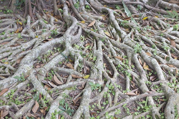 Banyan tree (Ficus benghalensis)