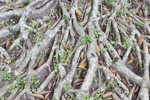 Banyan tree (Ficus benghalensis)