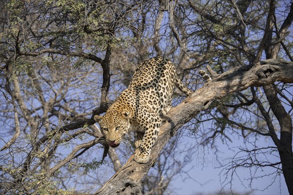 Leopard (Panthera pardus) climbing on tree