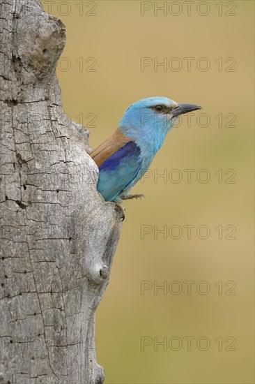 European roller (Coracias garrulus)