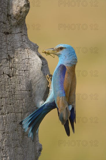 European roller (Coracias garrulus)