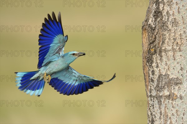 European roller (Coracias garrulus)