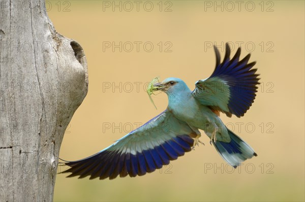 European roller (Coracias garrulus)