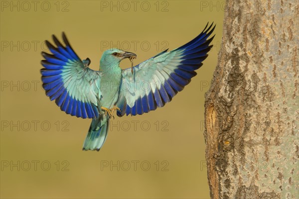 European roller (Coracias garrulus)