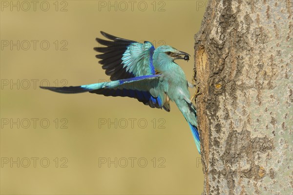 European roller (Coracias garrulus)