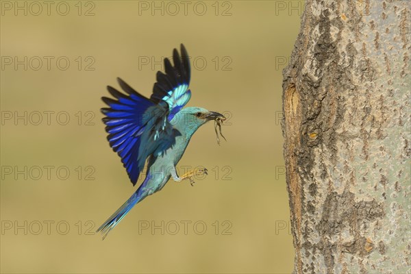 European roller (Coracias garrulus)