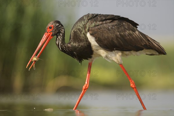 Black stork (Ciconia nigra) with prey in beak