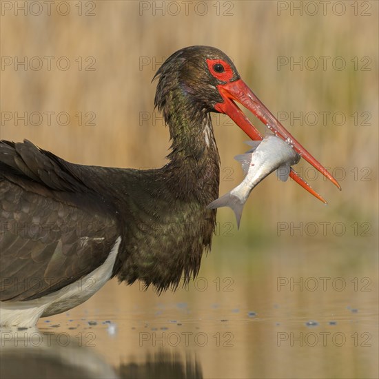 Black stork (Ciconia nigra) with prey in beak