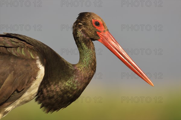 Black stork (Ciconia nigra) adult