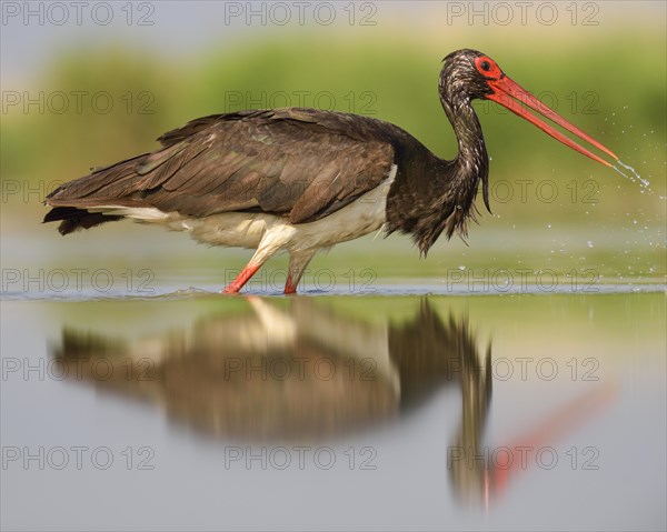 Black stork (Ciconia nigra) hunting in fishpond