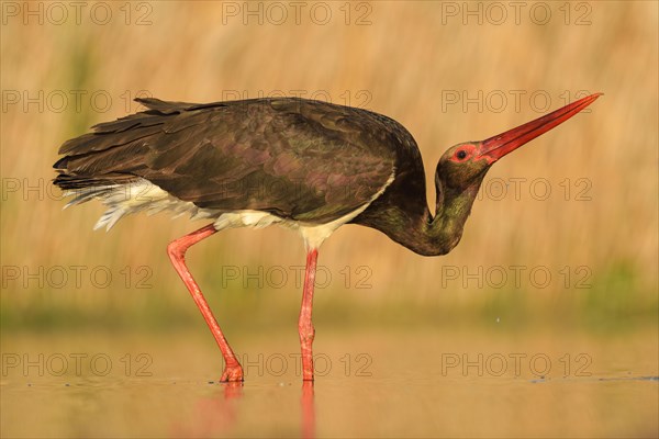 Black stork (Ciconia nigra) adult showing off