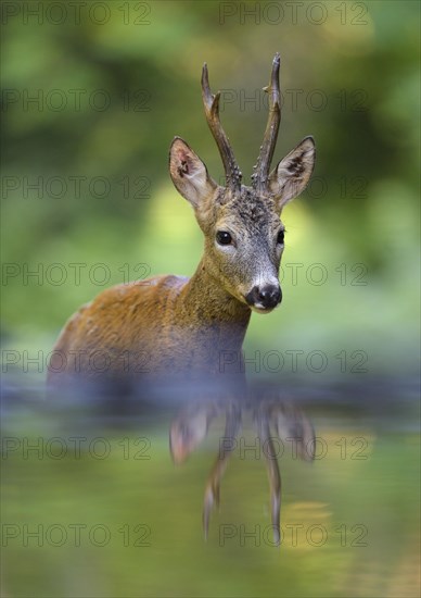 Roe deer (Capreolus capreolus)