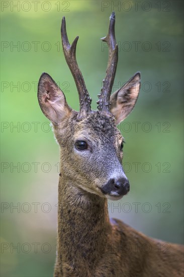 Roe deer (Capreolus capreolus) roebuck in summer coat