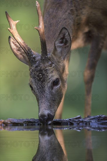 Roe deer (Capreolus capreolus) roebuck drinking at forest waterhole