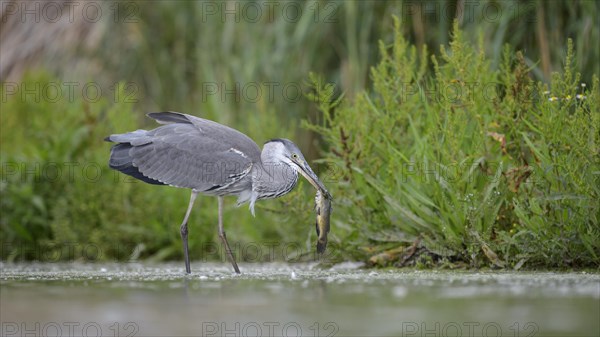 Grey heron (Ardea cinerea) in juvenile plumage with prey