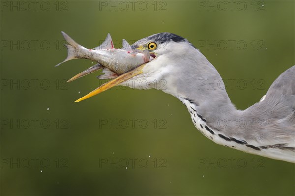 Grey heron (Ardea cinerea)