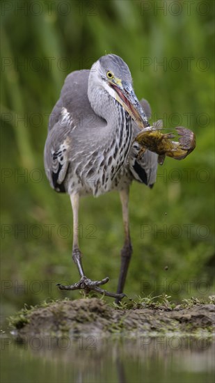 Grey heron (Ardea cinerea) in juvenile plumage with prey