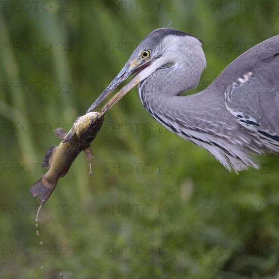 Grey heron (Ardea cinerea)