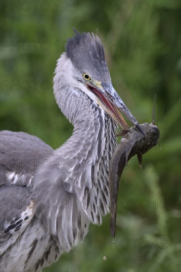 Grey heron (Ardea cinerea)