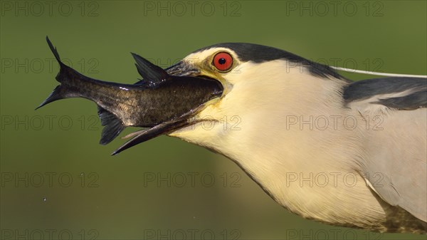 Black-crowned night heron (Nycticorax nycticorax)