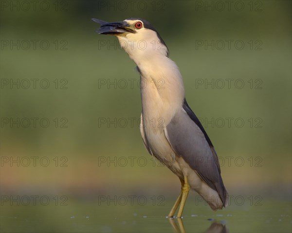 Black-crowned night heron (Nycticorax nycticorax)