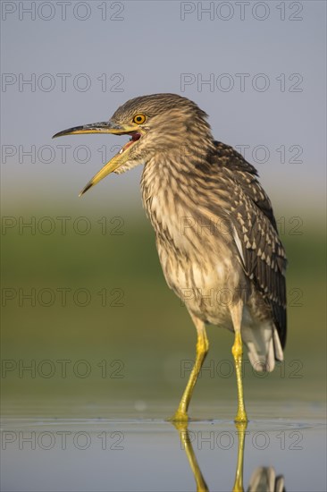 Black-crowned night heron (Nycticorax nycticorax)