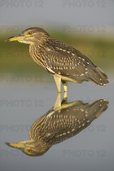 Black-crowned night heron (Nycticorax nycticorax)