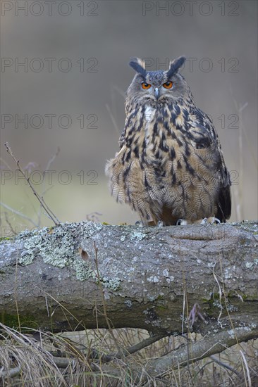 Eurasian eagle-owl (Bubo bubo)