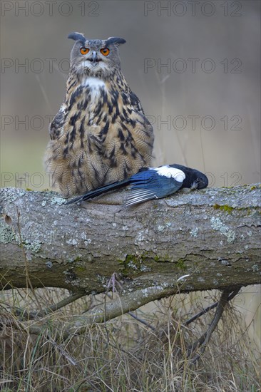 Eurasian eagle-owl (Bubo bubo)