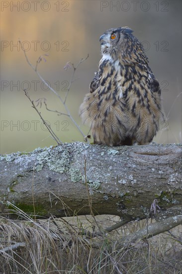 Eurasian eagle-owl (Bubo bubo)