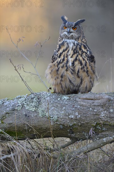 Eurasian eagle-owl (Bubo bubo)