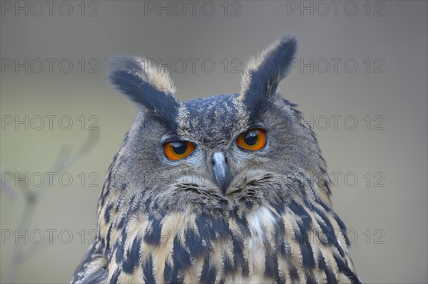 Eurasian eagle-owl (Bubo bubo)