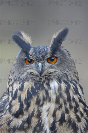 Eurasian eagle-owl (Bubo bubo)