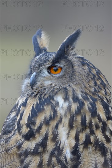 Eurasian eagle-owl (Bubo bubo)