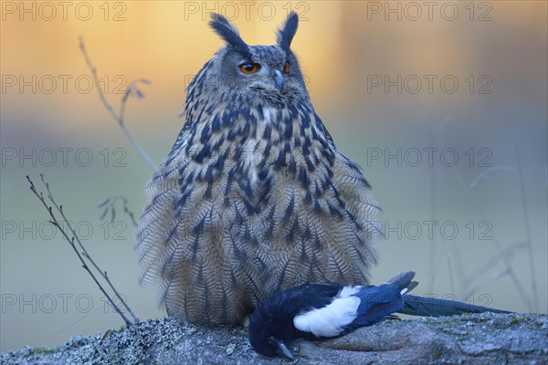 Eurasian eagle-owl (Bubo bubo)