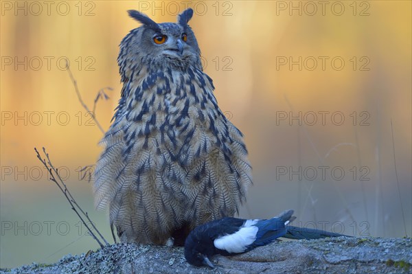 Eurasian eagle-owl (Bubo bubo)