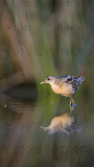 Little Crake (Porzana parva)