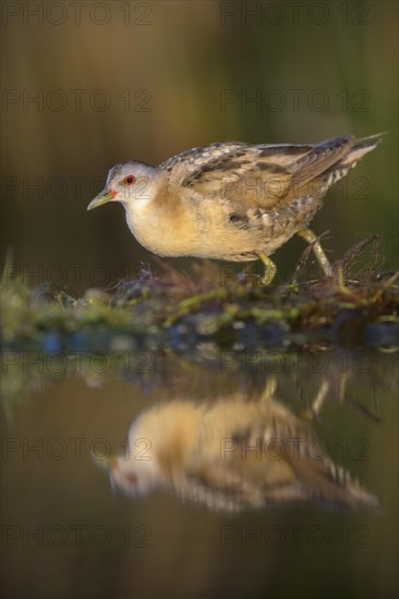 Little Crake (Porzana parva)