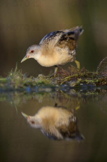 Little Crake (Porzana parva)