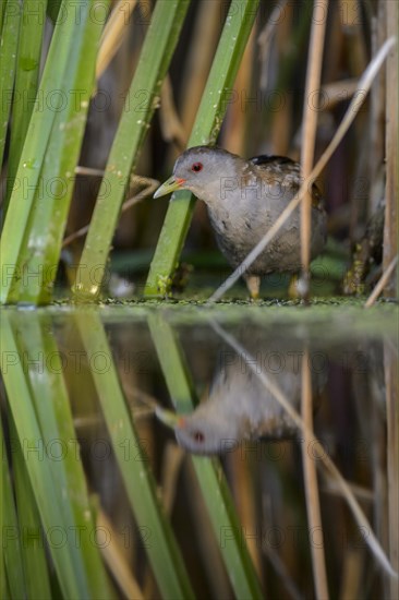 Little Crake (Porzana parva)