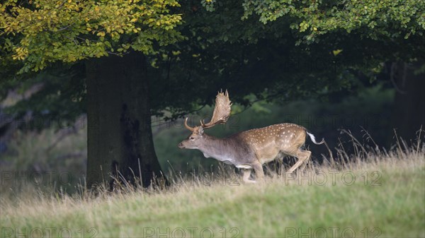 Fallow deer (Dama dama)