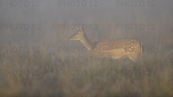 Fallow deer (Dama dama)