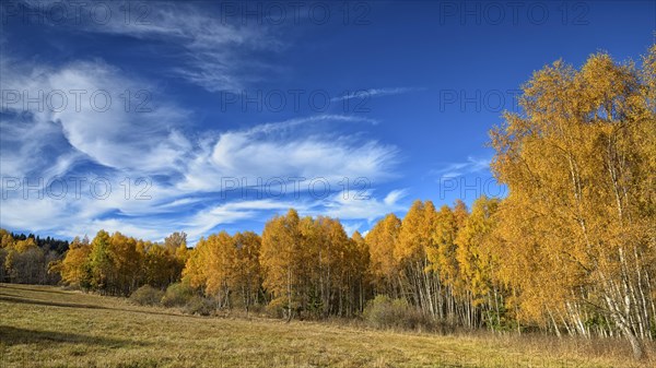 Birches (Betula) in autumn