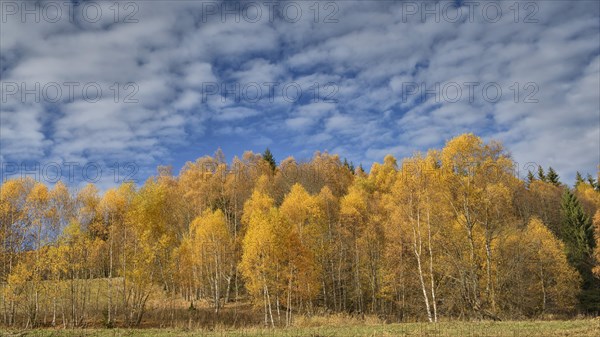 Birches (Betula) in autumn